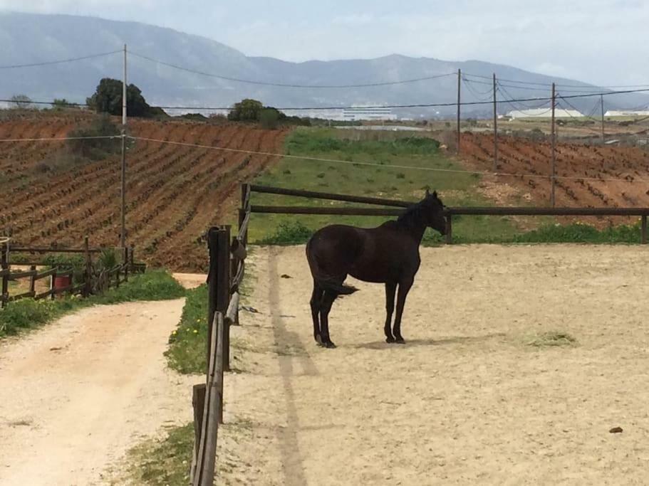 Country Rooms Near Athens - Airport Braurone Esterno foto