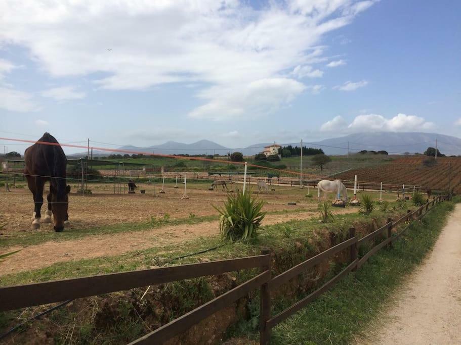 Country Rooms Near Athens - Airport Braurone Esterno foto